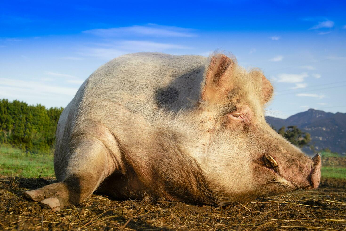 portret van een varken in de moment van rust uit foto