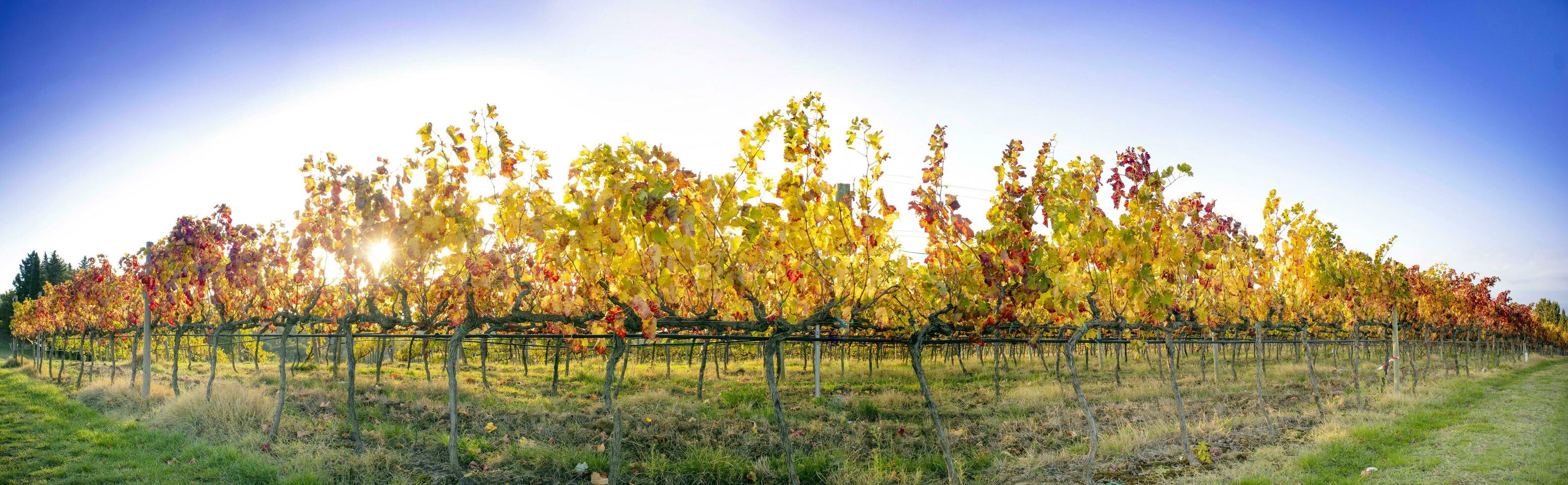 Overzicht van de kleuren van een Toscaans wijngaard in herfst foto