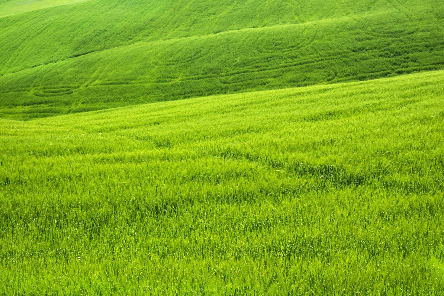 Toscane visie van groen tarwe velden in voorjaar foto