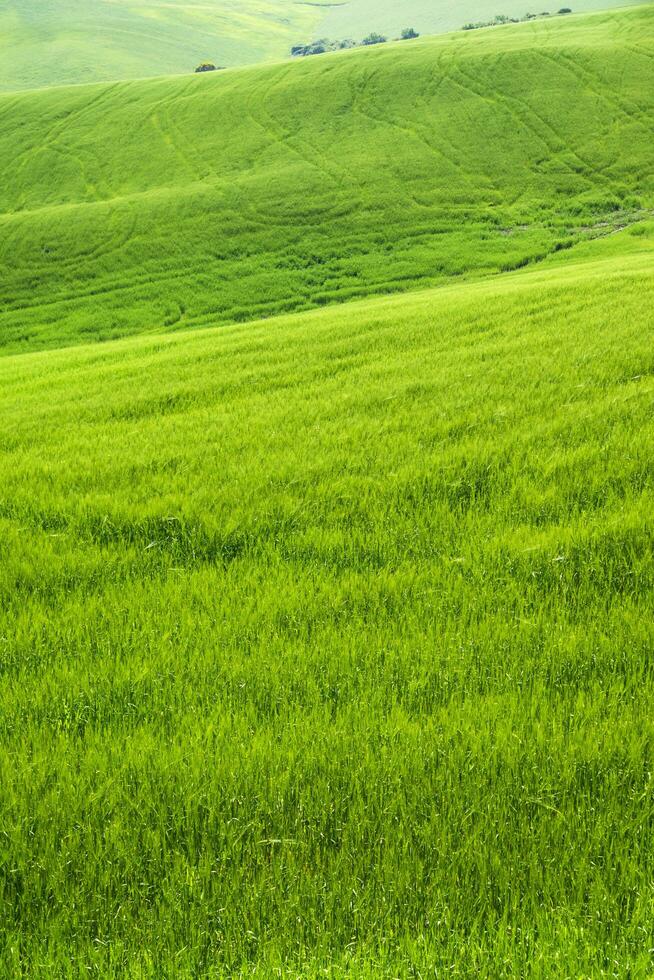 Toscane visie van groen tarwe velden in voorjaar foto