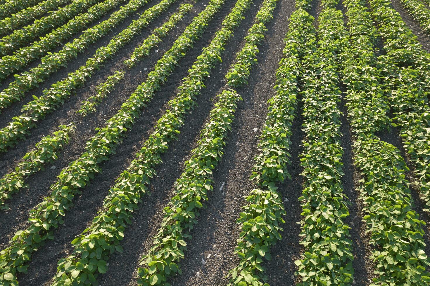 antenne visie van een aardappel veld- foto