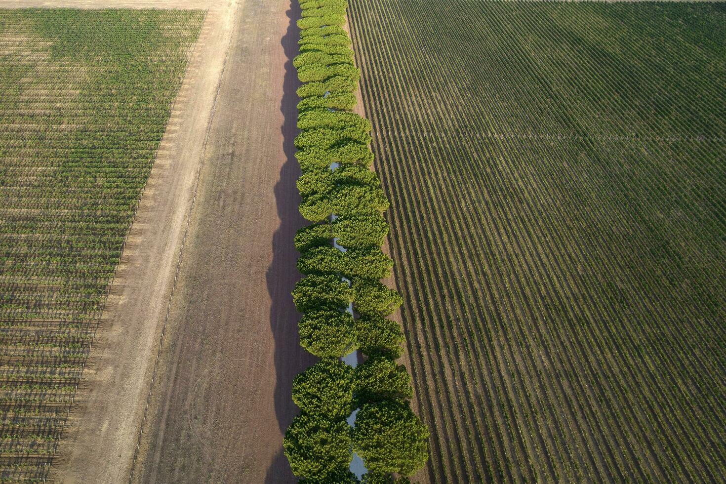 wit weg onder de rijen van pijnboom bomen Toscane Italië foto