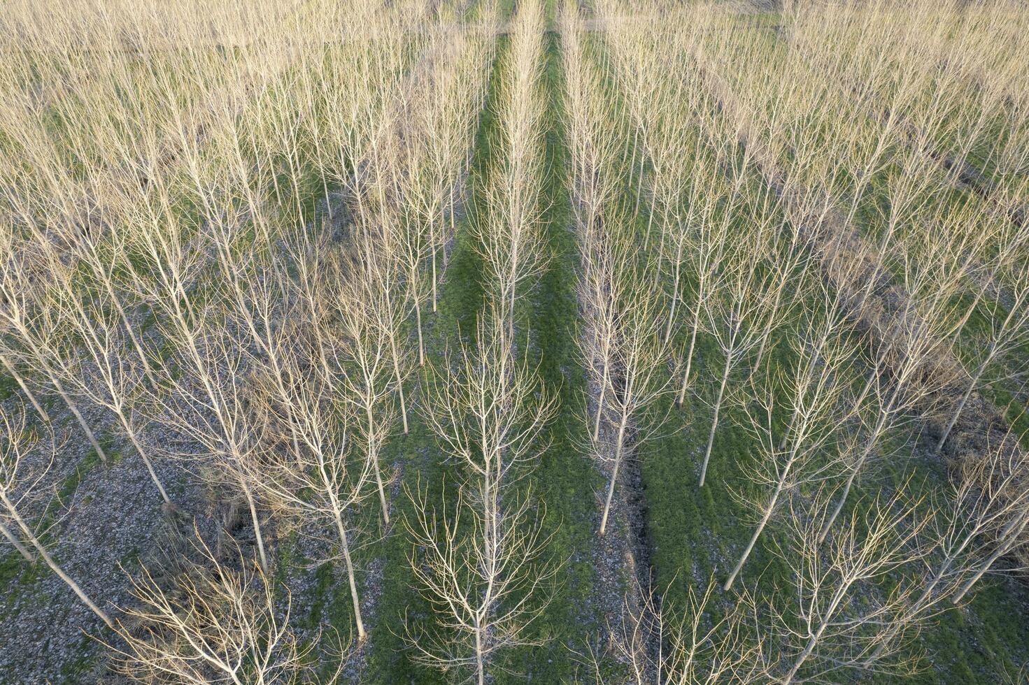 nieuw aanplant van populier bomen voor papier productie foto