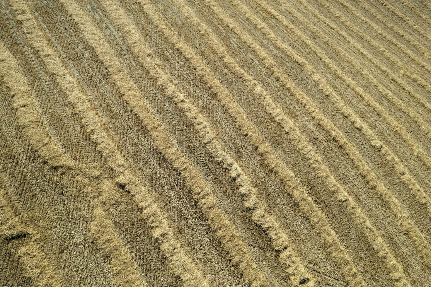 antenne schot van een rietje veld- links naar droog foto