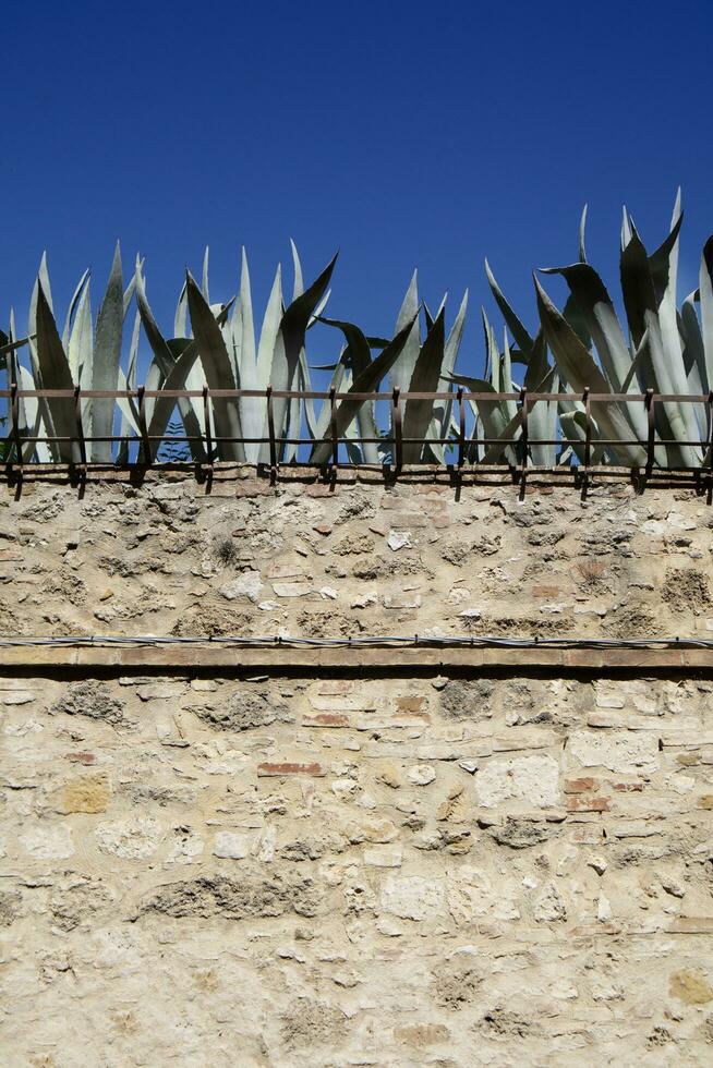 bijlage muur met sappig planten Bij de top foto