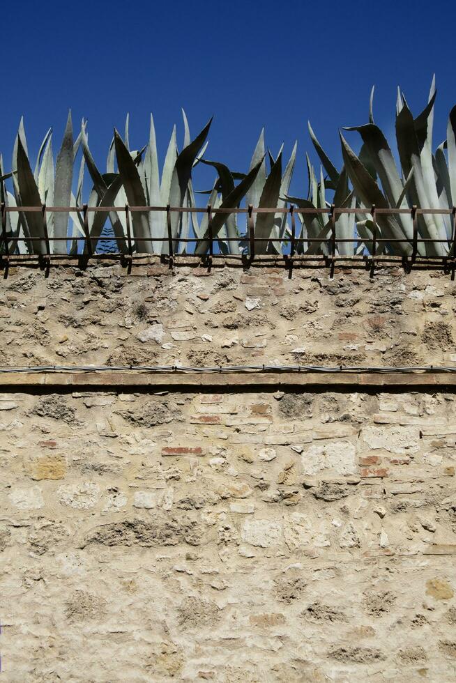 bijlage muur met sappig planten Bij de top foto