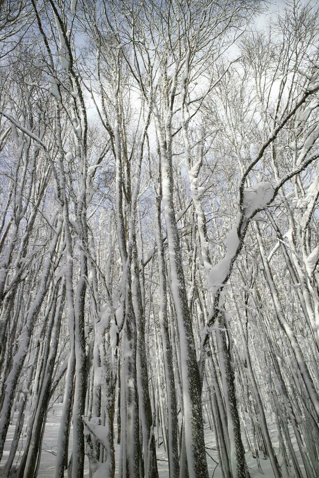 berk Woud na een sneeuwval in de ochtend- foto