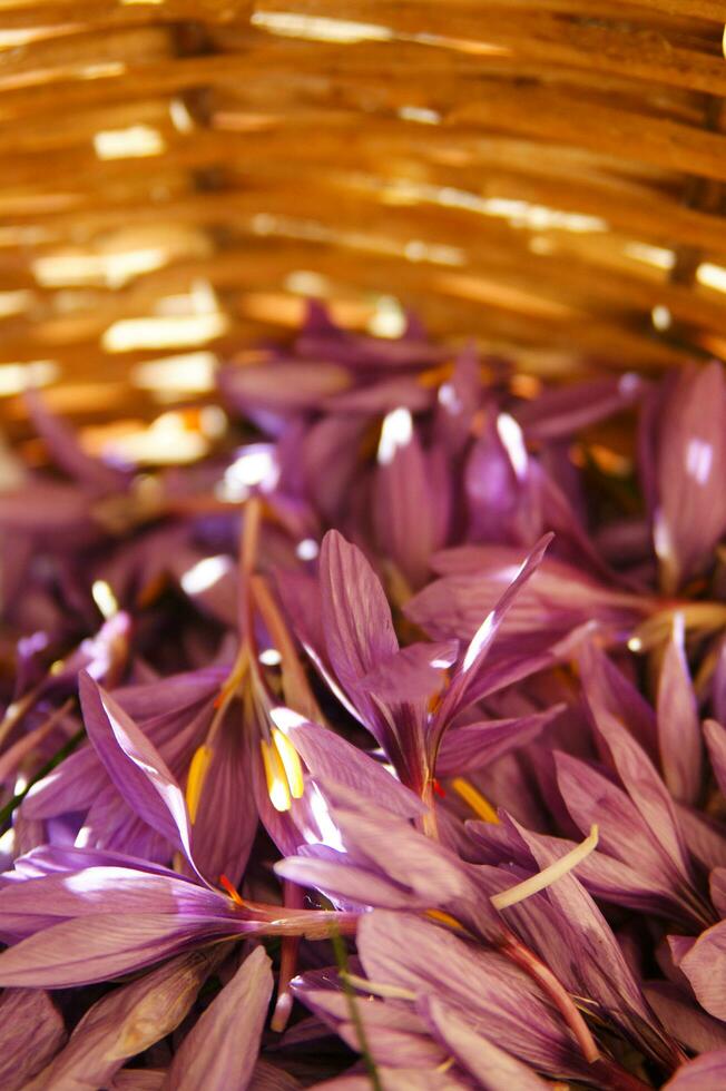de saffraan bloem bloemblad foto