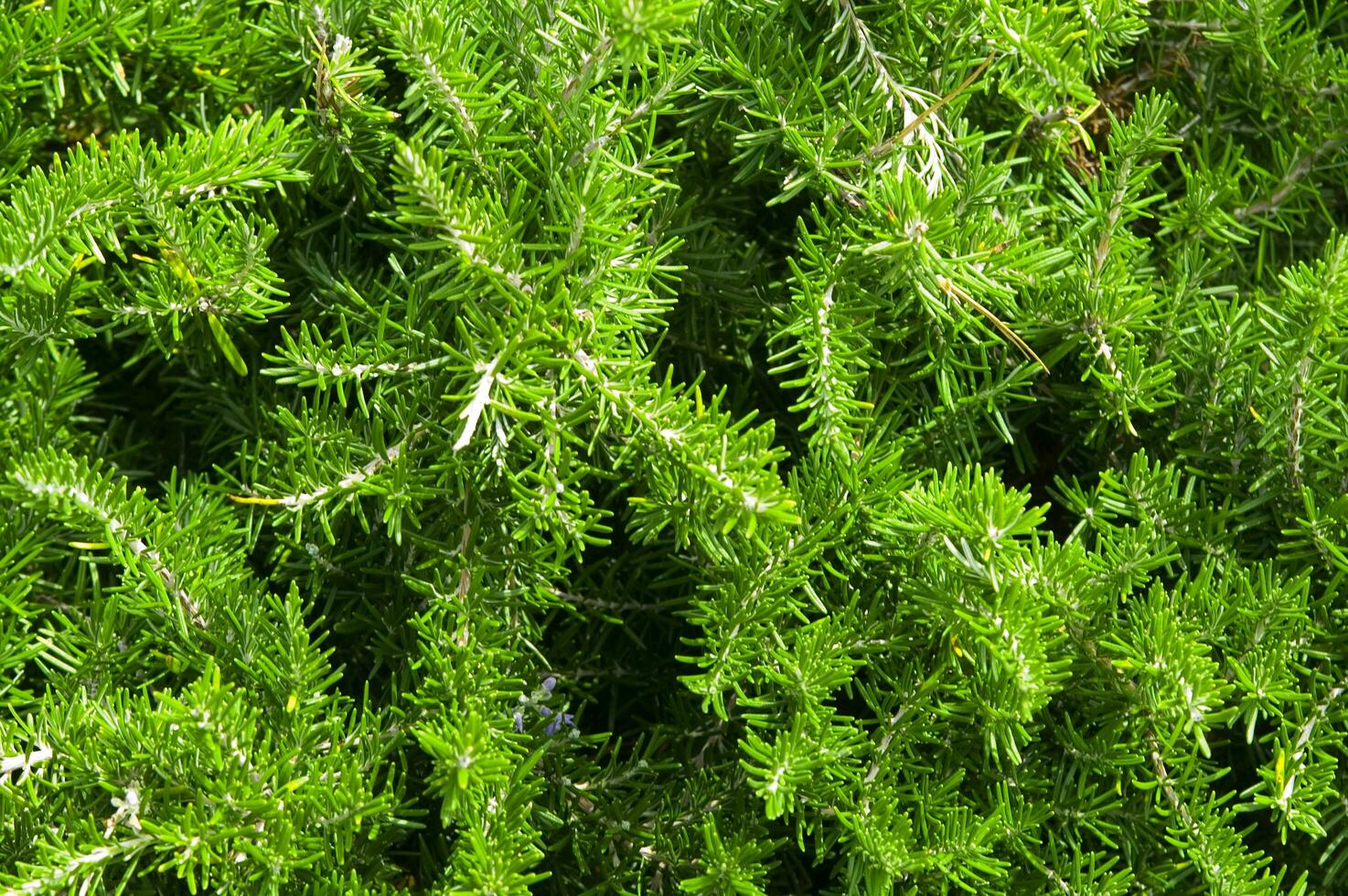 een dichtbij omhoog van een struik met groen bladeren foto