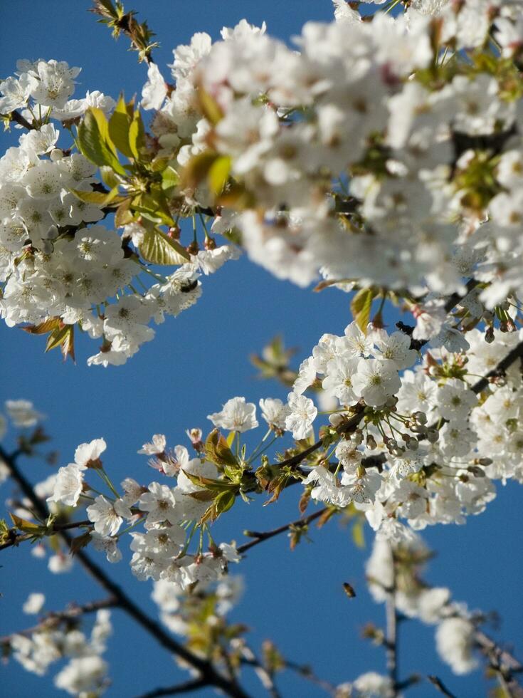 een boom met wit bloemen tegen een blauw lucht foto