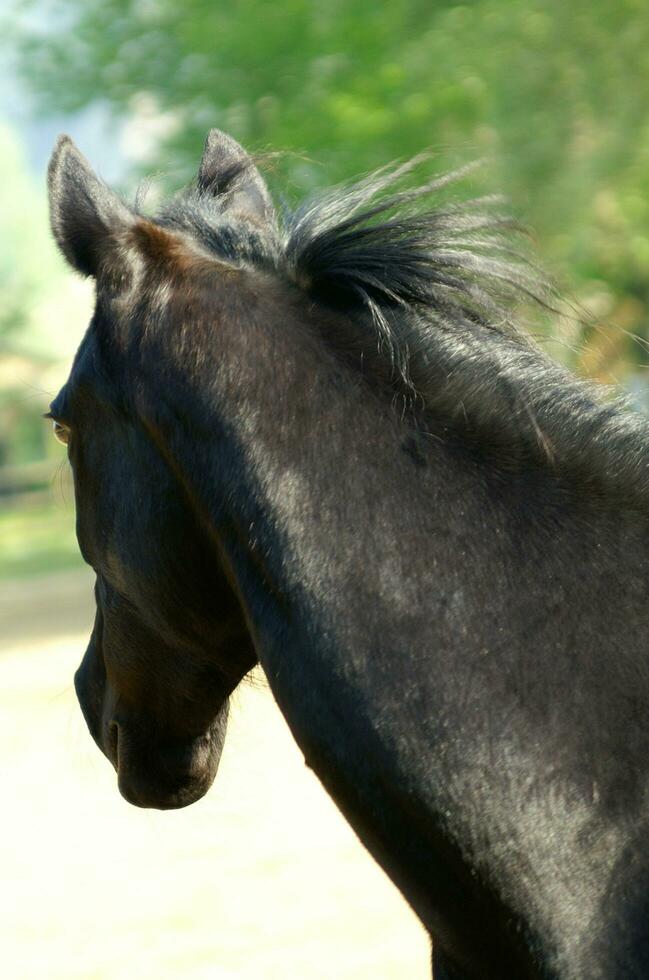 een dichtbij omhoog van een paard hoofd foto