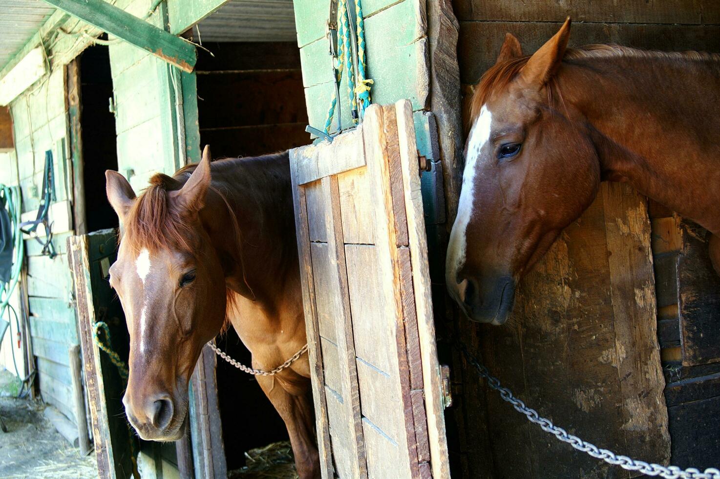 een dichtbij omhoog van een paard hoofd foto