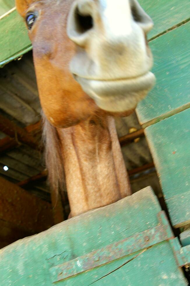 een dichtbij omhoog van een paard hoofd foto