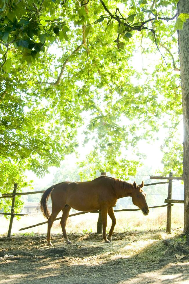 een dichtbij omhoog van een paard gezicht foto