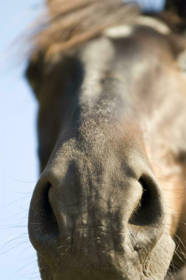 een dichtbij omhoog van een paard gezicht foto