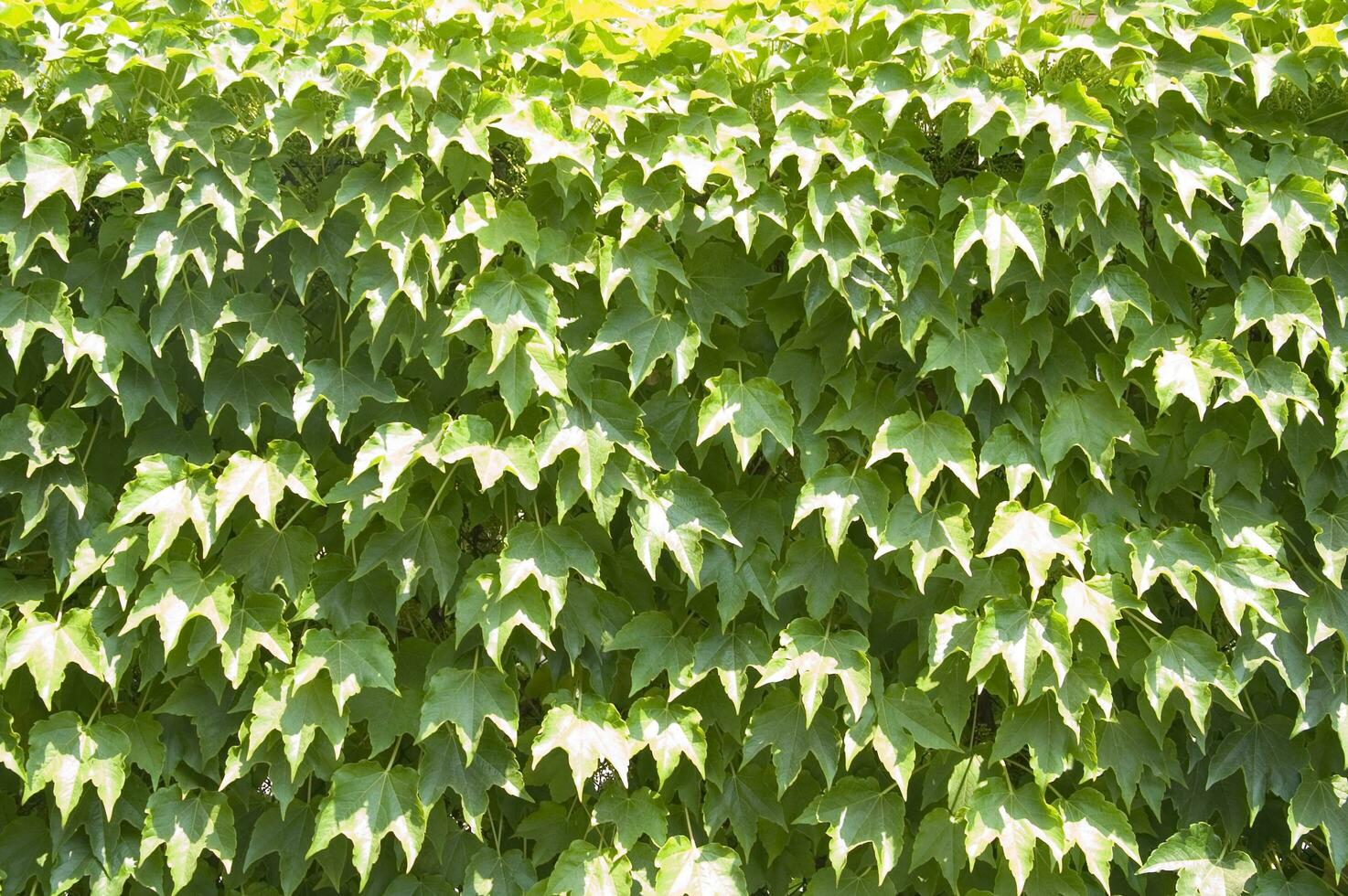 een muur gedekt in groen bladeren foto