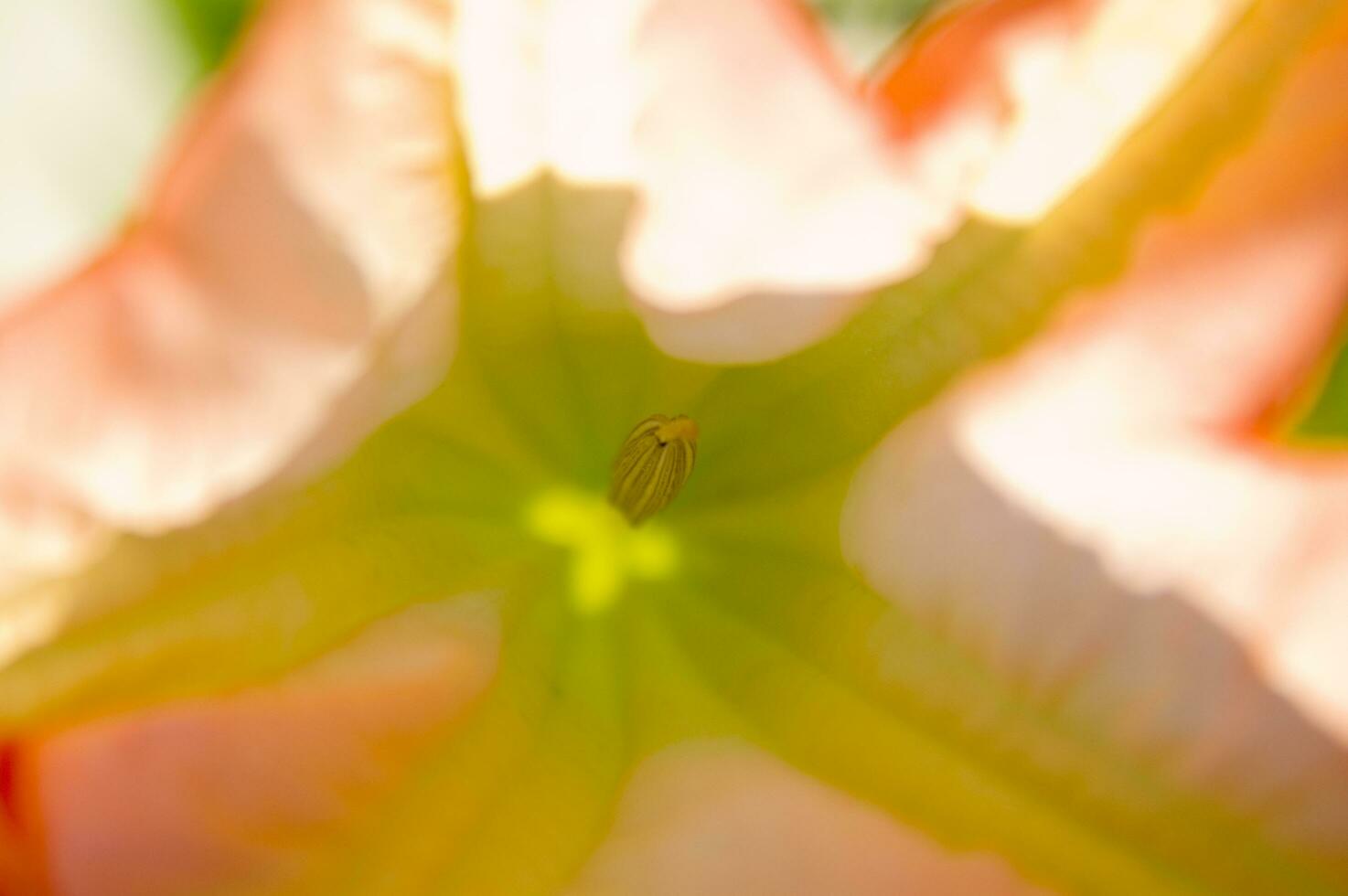 een dichtbij omhoog van een fabriek met een rood bloem foto