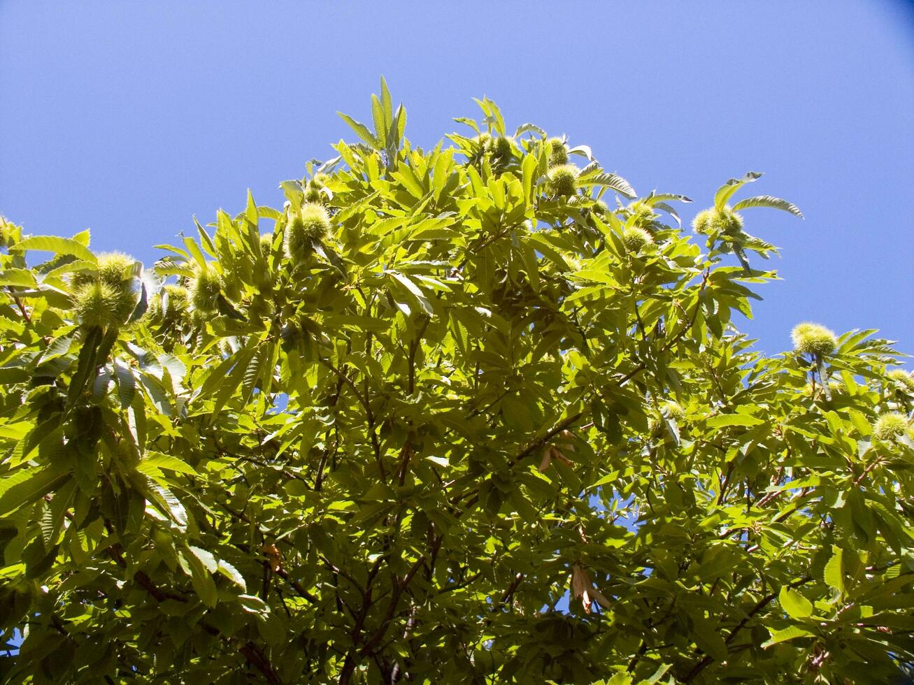 de kastanje boom in de zomer seizoen foto