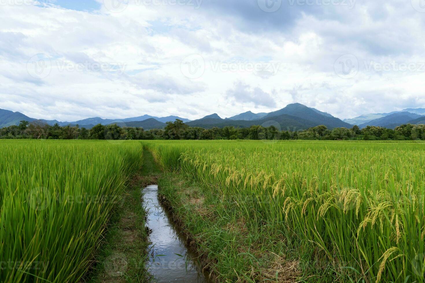 groen terrasvormig rijst- veld. rijst- is groeit in de veld- achtergrond foto