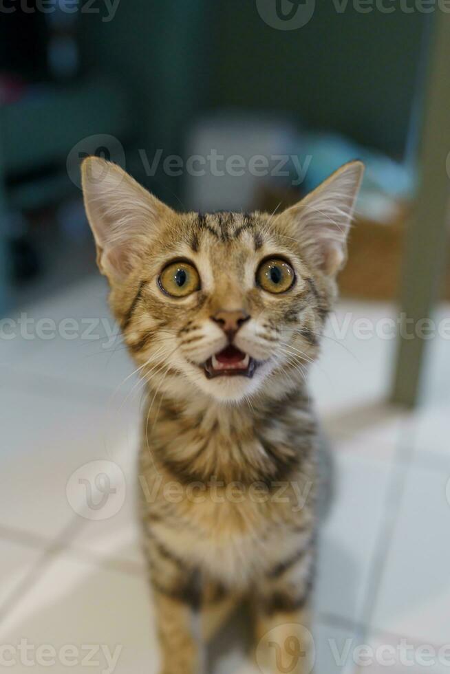 weinig bruin gestreept katje schattig dieren in huis. foto