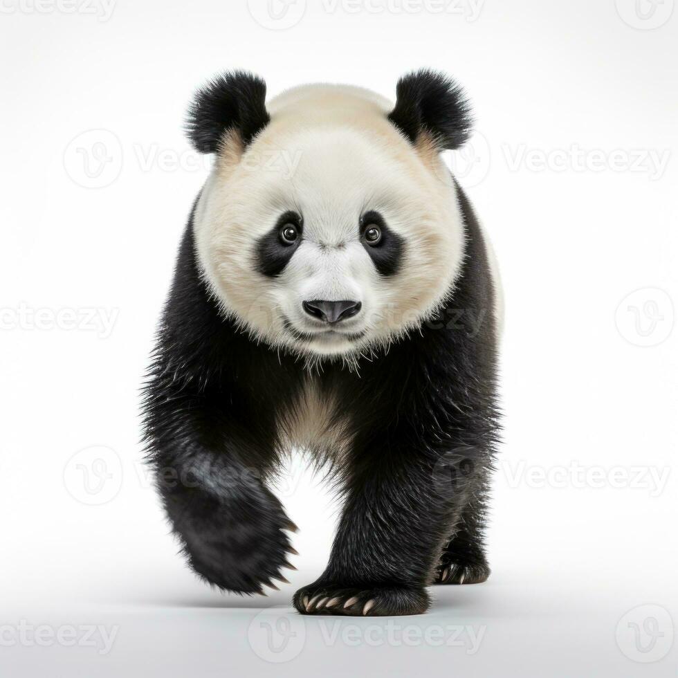 schattig panda beer geïsoleerd foto