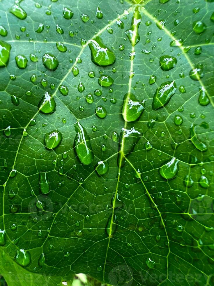 dichtbij omhoog van groen blad met water druppels foto