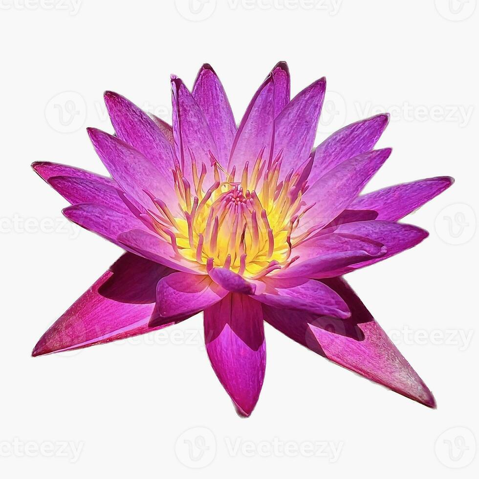 roze lotus bloem, detailopname, geïsoleerd, wit achtergrond foto