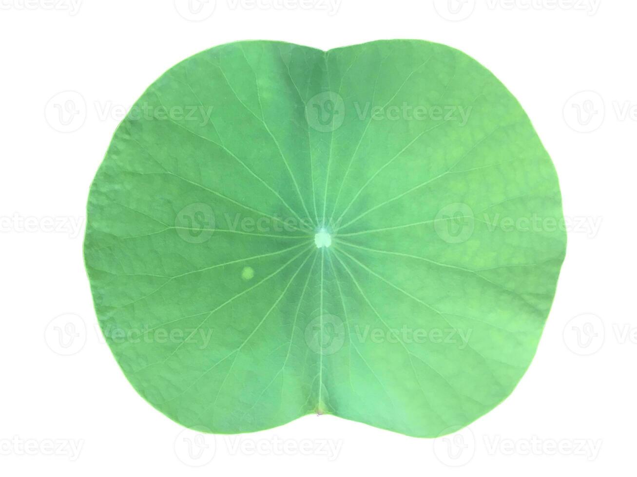 jong Waterlelie of lotus blad geïsoleerd Aan wit achtergrond met knipsel paden. foto