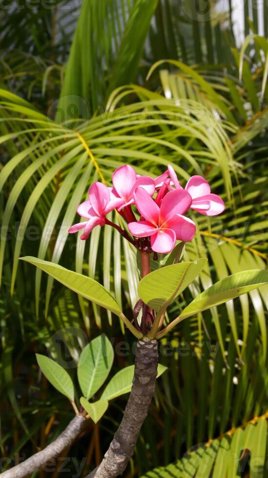 portret van rood frangipani bloem of roze plumeria bloem met natuur achtergrond. foto