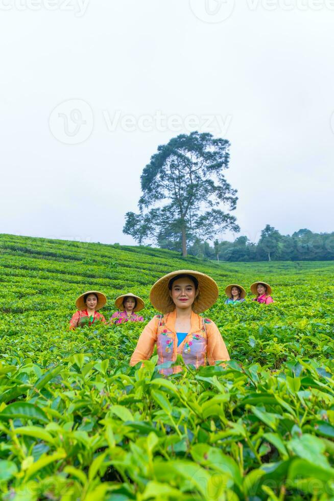 een groep van thee plukkers staand in de midden- van een thee tuin Bij werk foto
