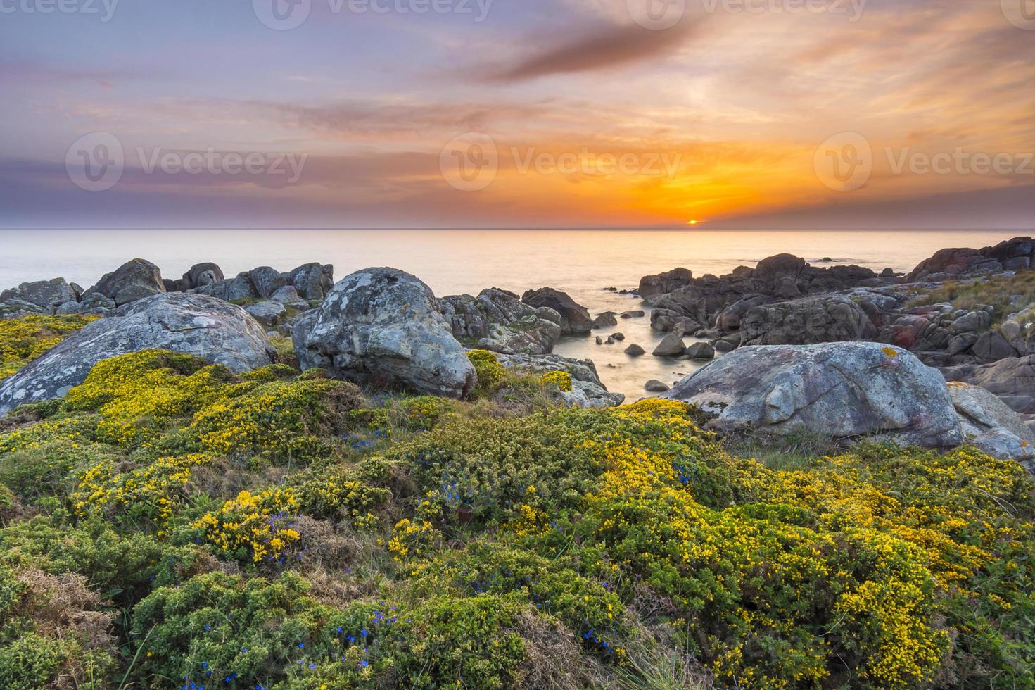 bloemenveld in de buurt van het strand bij zonsondergang foto