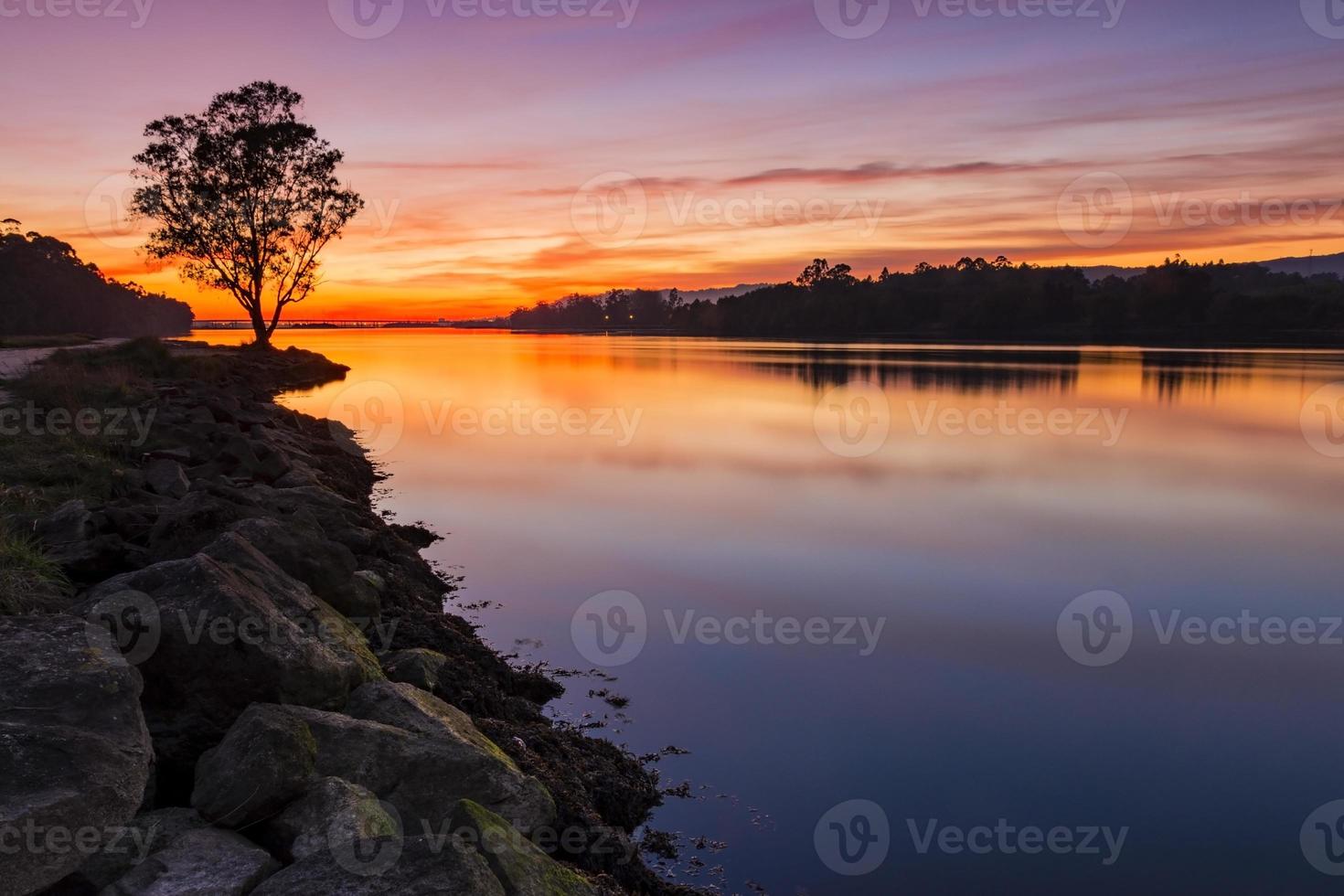 eucalyptusboom bij de rivieroever bij zonsondergang foto