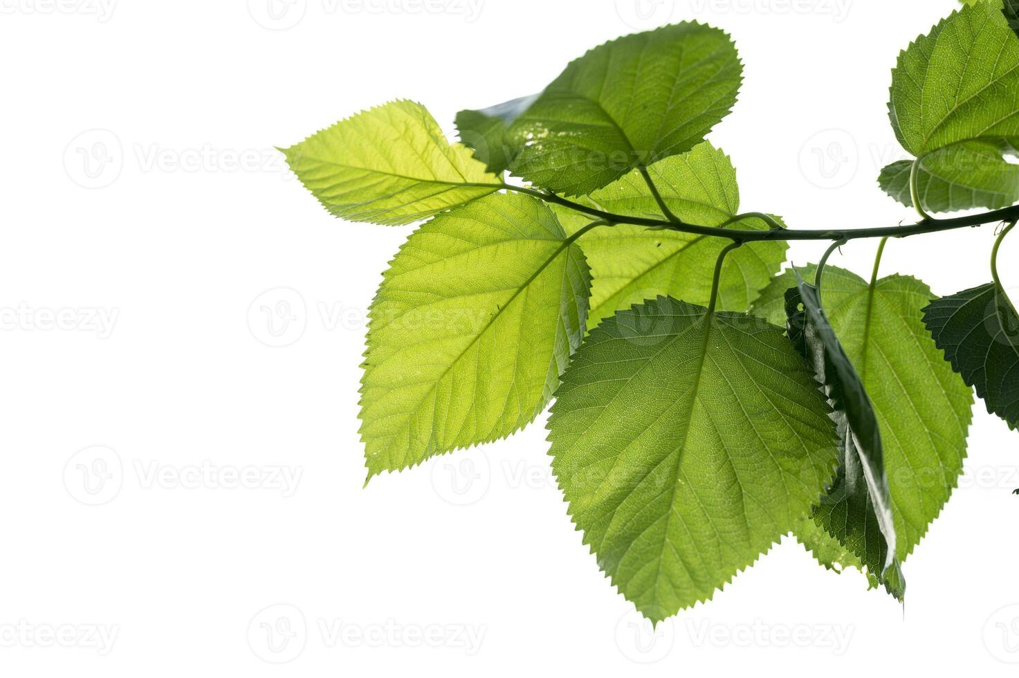 groen moerbei bladeren Aan wit achtergrond foto