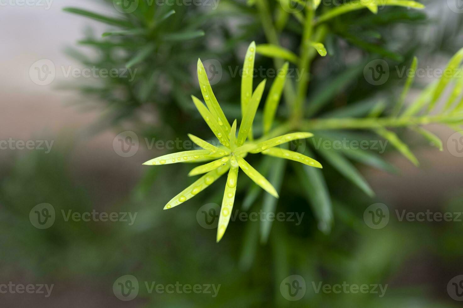 de bomen in de park zijn groeit nieuw bladeren foto