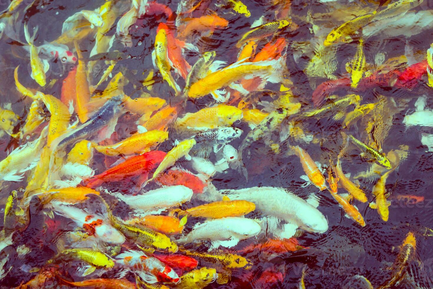 kleurrijk koi vis zwemmen foto