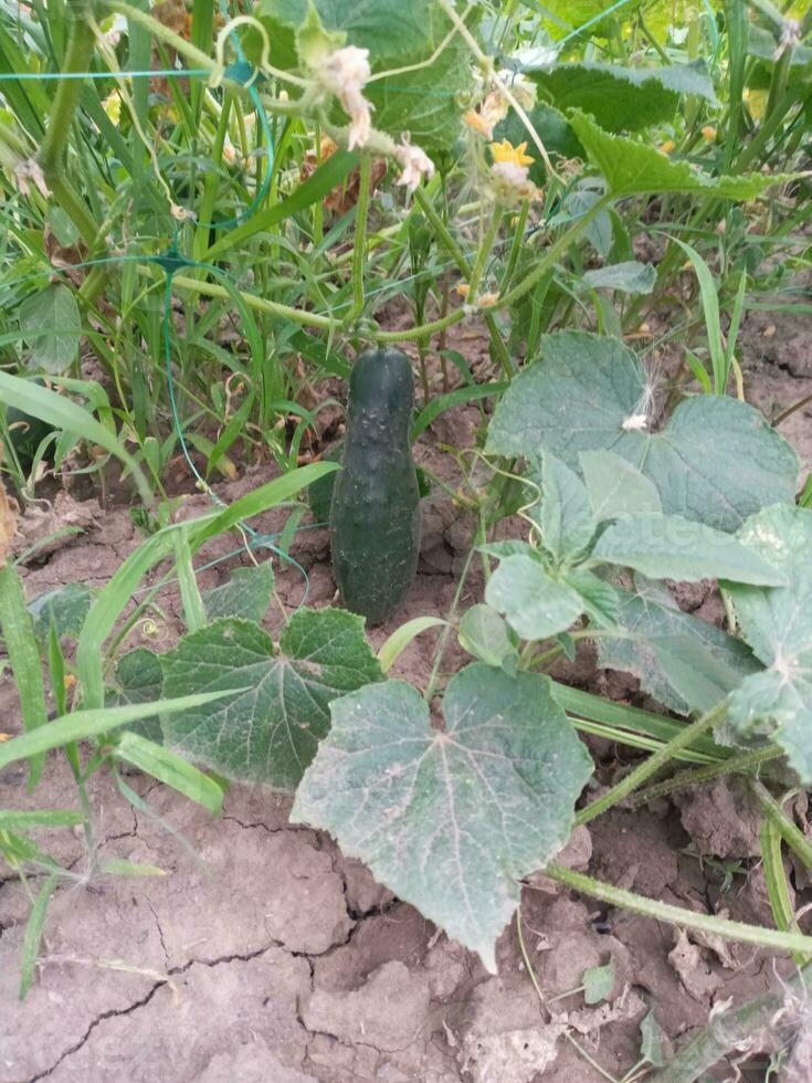 groen komkommer in dorpen tuin groeit met bladeren Aan land. foto