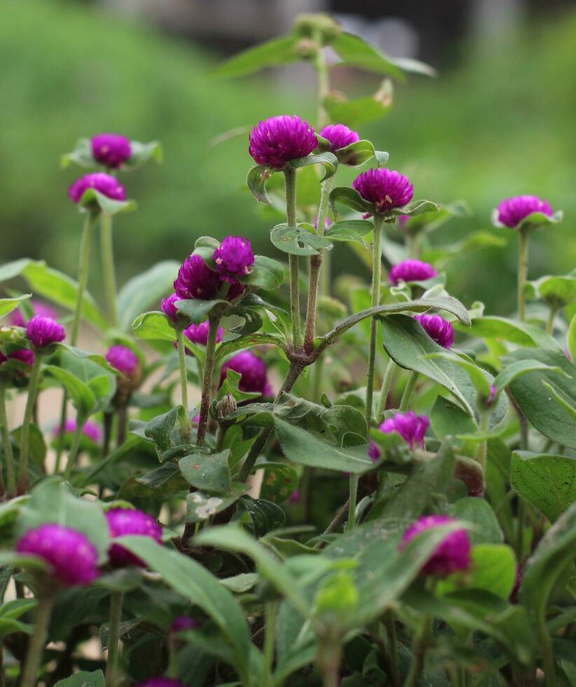 mooi zinnia bloem foto