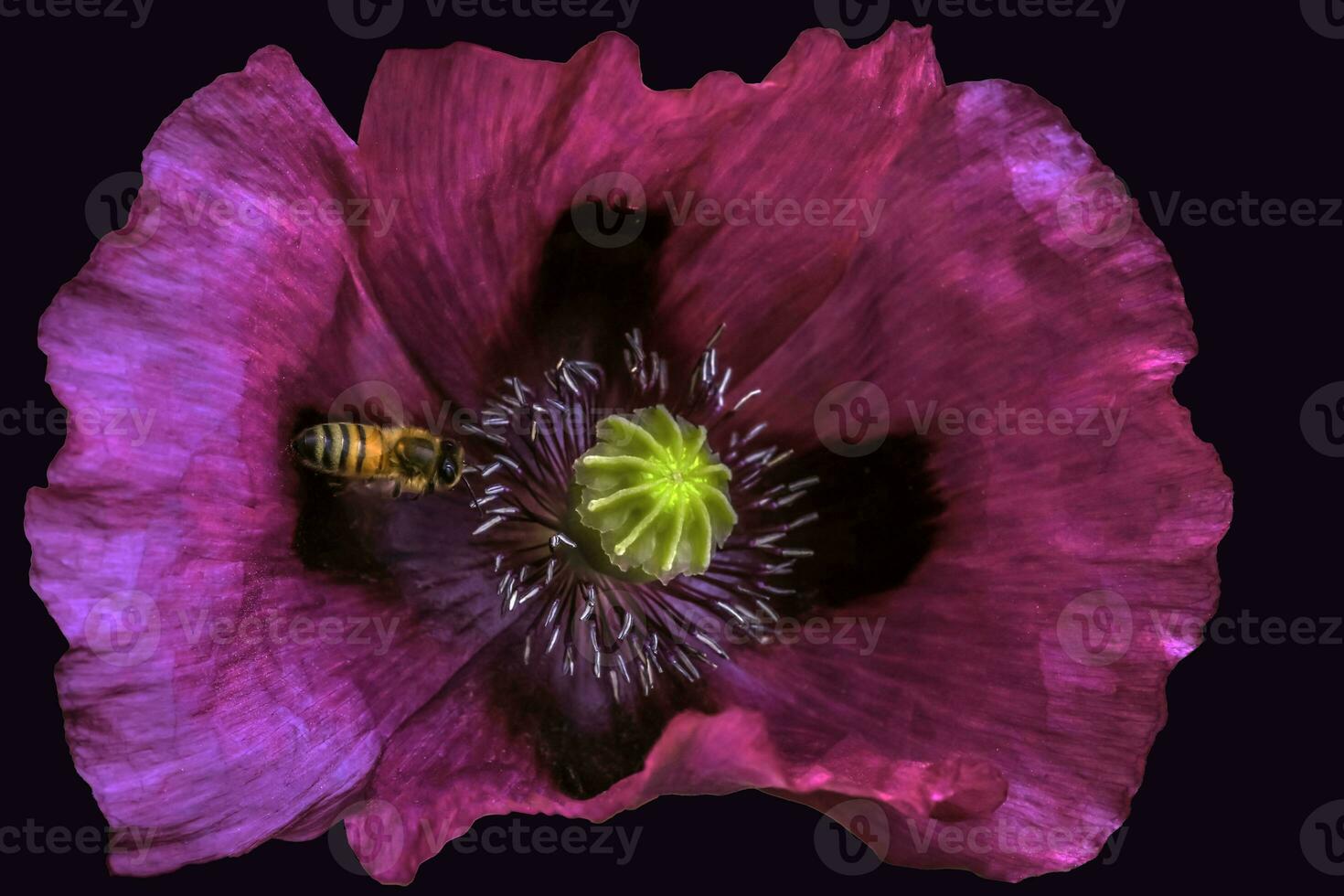 een macro beeld van een gemeenschappelijk papaver met een bij naderen de centrum foto