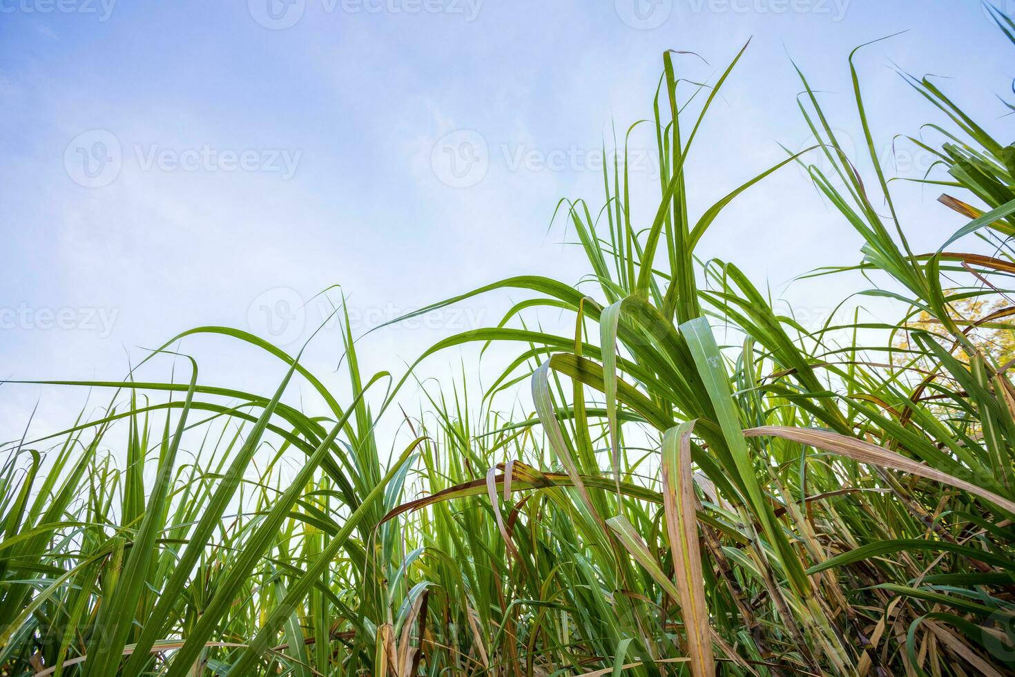 groen riet in helder blauw lucht, natuur landschap achtergrond foto