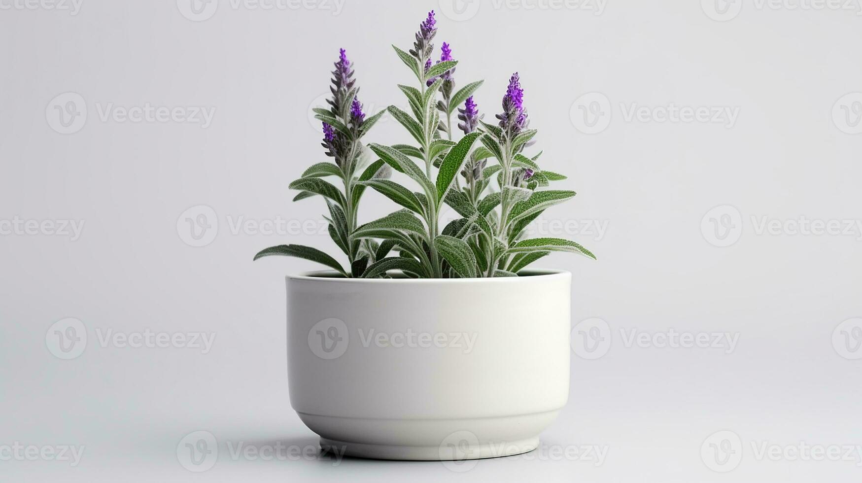 foto van salvia bloem in pot geïsoleerd Aan wit achtergrond. generatief ai