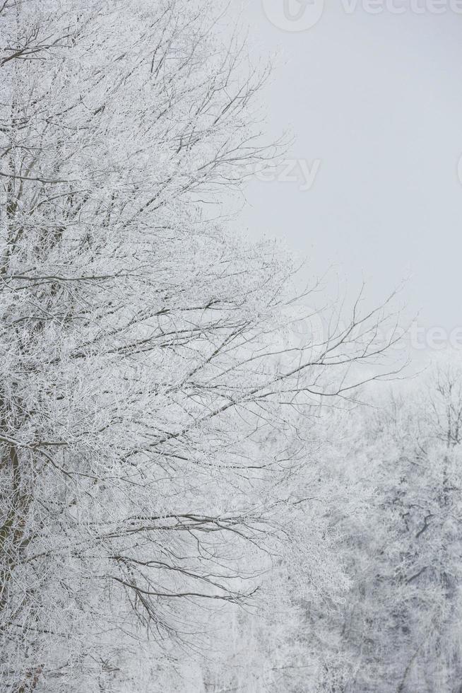 besneeuwde winter bos achtergrond foto