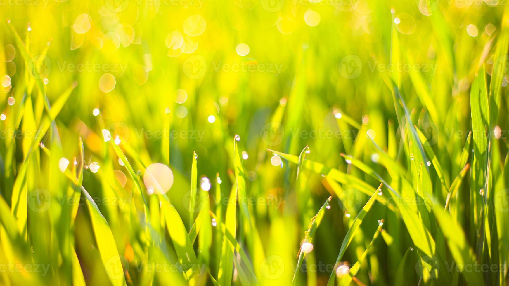 ochtend groen gras in de zon met dauwdruppels en mooie bokeh achtergrond foto