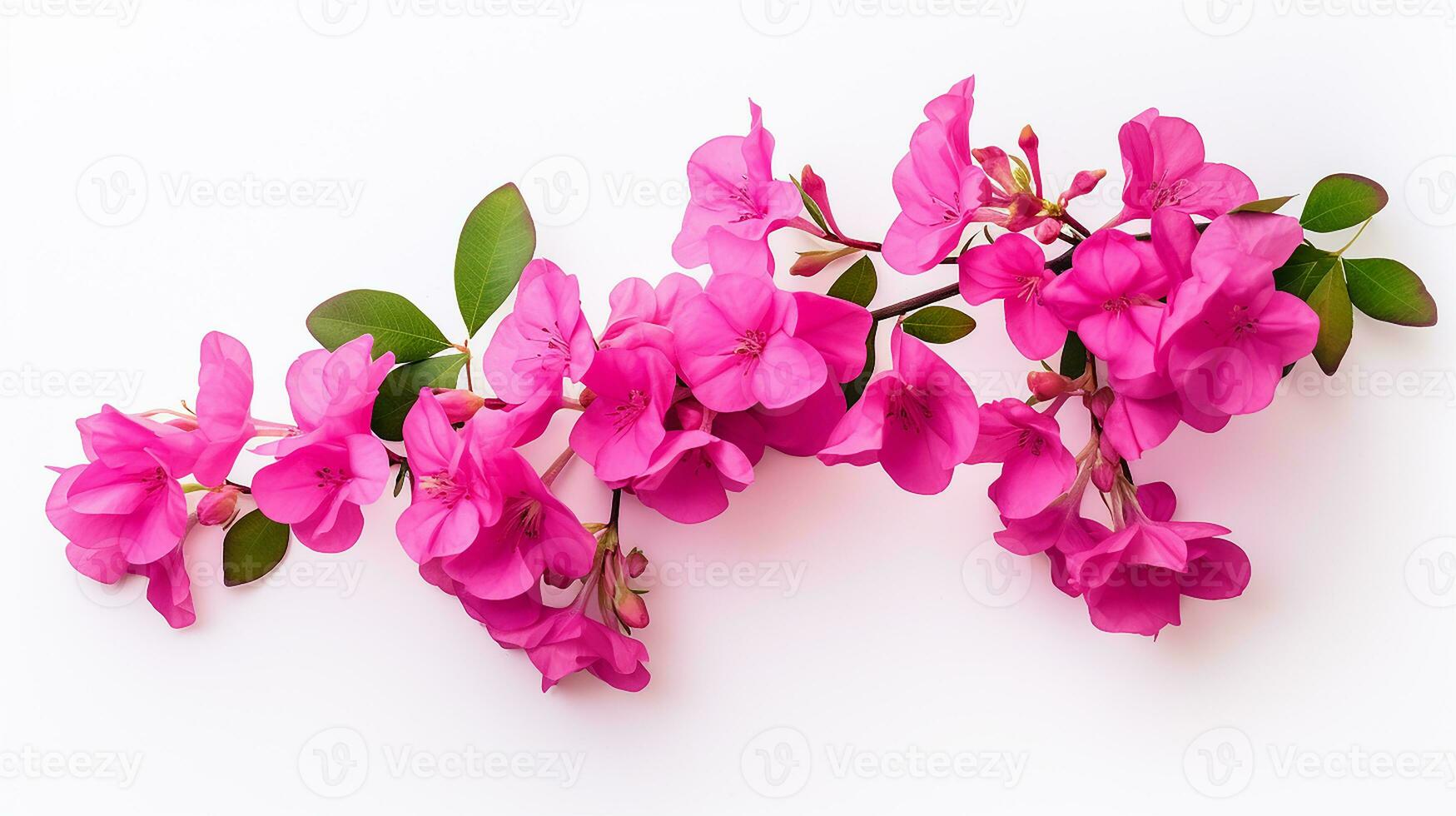 foto van mooi bougainvillea bloem geïsoleerd Aan wit achtergrond. generatief ai