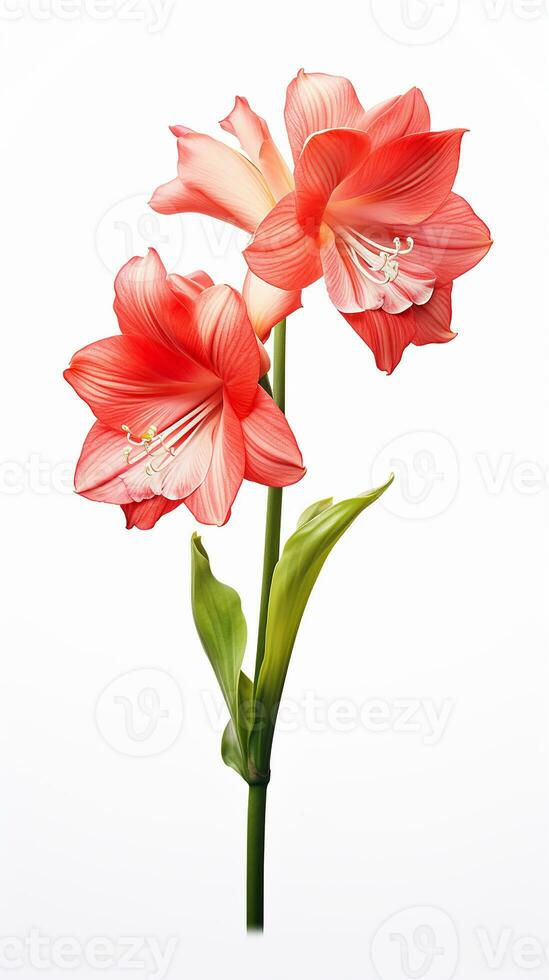 foto van mooi amaryllis bloem geïsoleerd Aan wit achtergrond. generatief ai