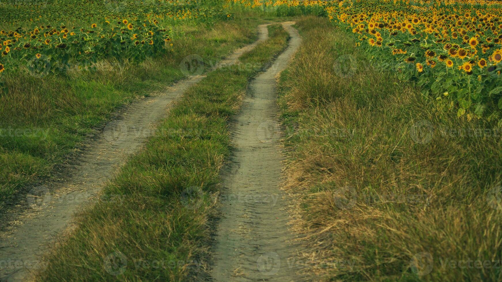 een het rijden bijhouden in een zonnebloem veld- foto