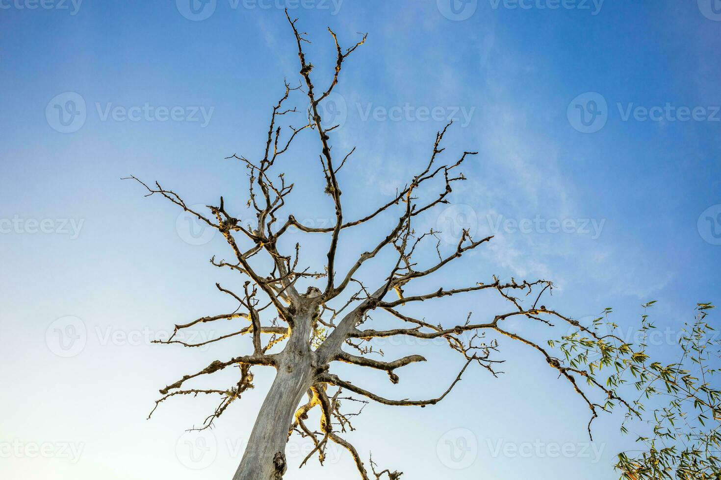 een groot boom staat dood tegen de helder blauw lucht achtergrond en ochtend- zon licht. foto