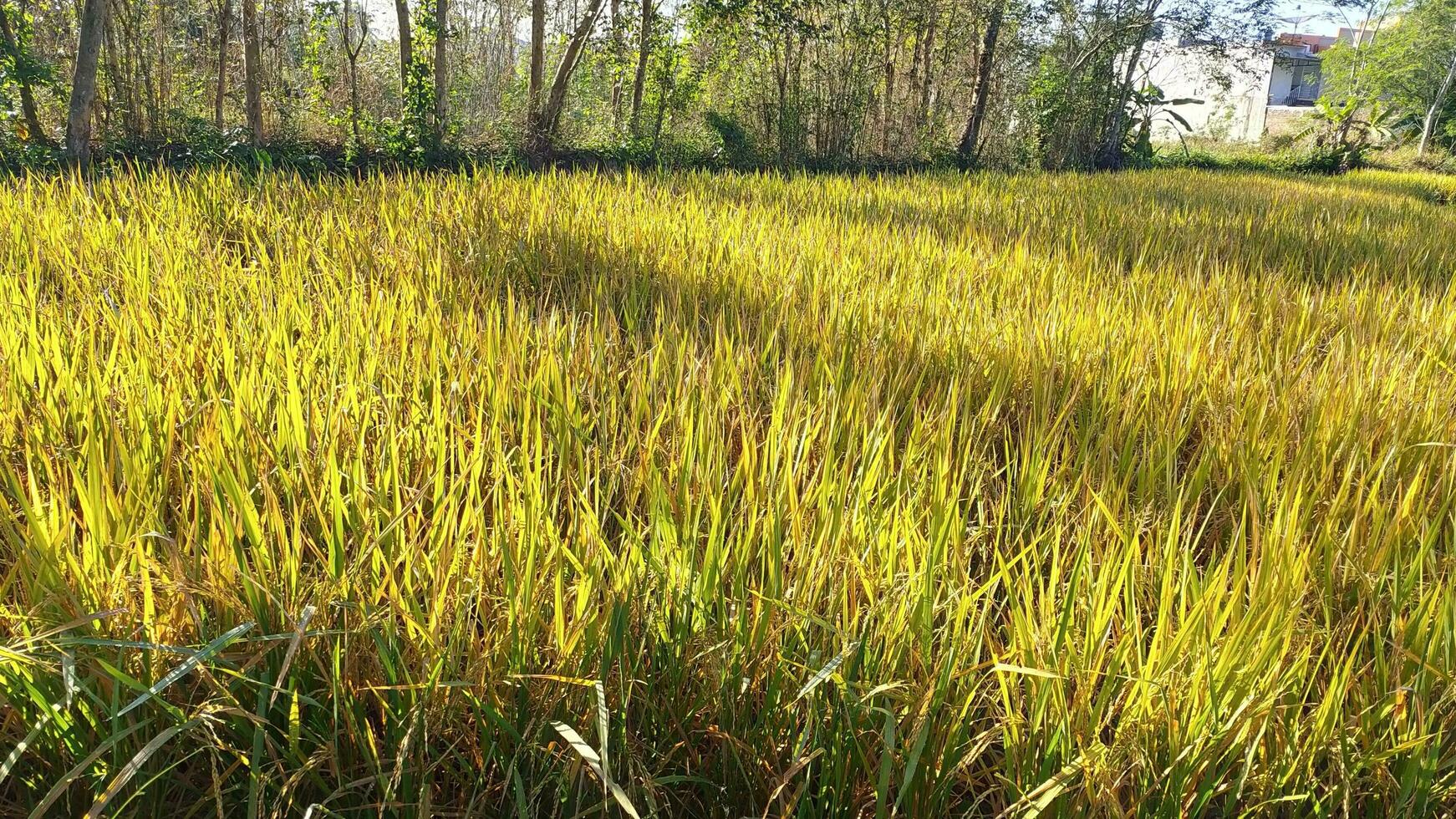 uitgestrektheid van geel rijst- velden klaar naar worden geoogst. rijst- planten klaar naar worden geoogst foto