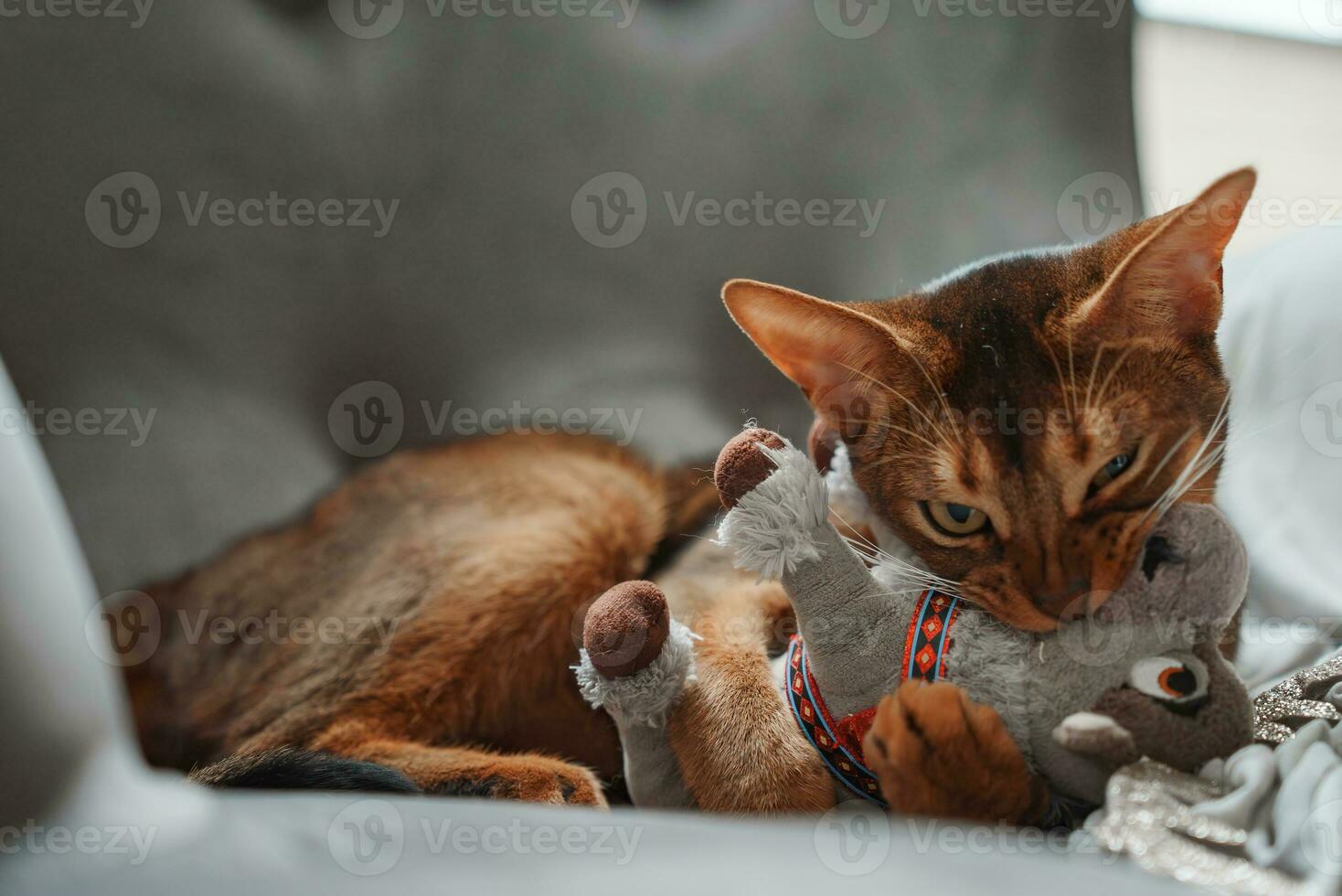 kat spelen met een pluizig speelgoed. dichtbij omhoog schot. abessijn kat gezicht foto