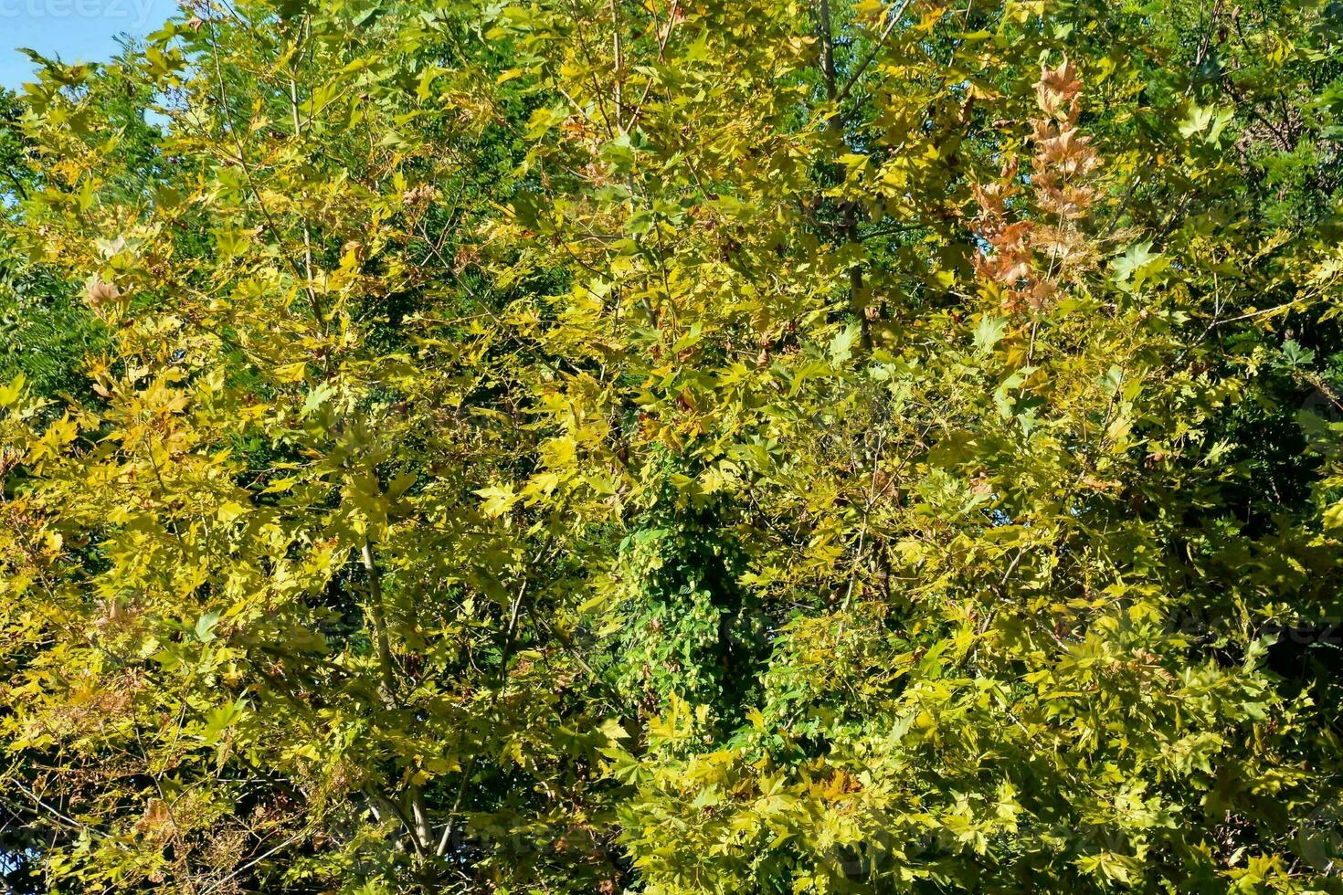 een boom met geel bladeren en groen bladeren foto