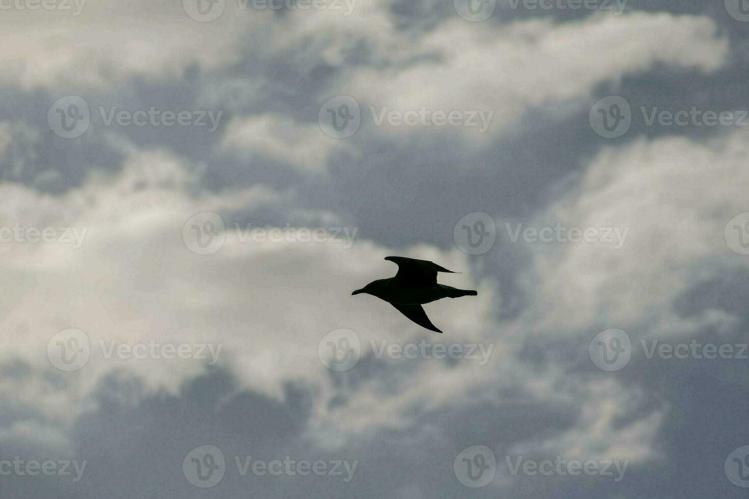 een vogel vliegend in de lucht met wolken foto